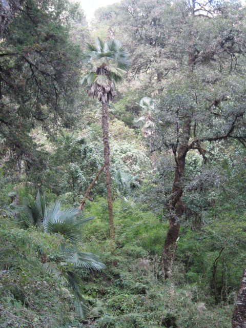 Trachycarpus takil