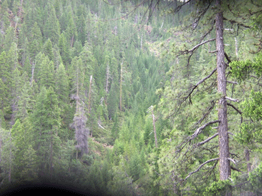 Cupressus bakeri