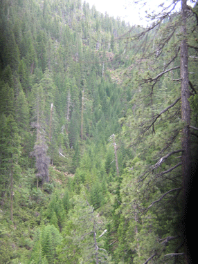 Cupressus bakeri