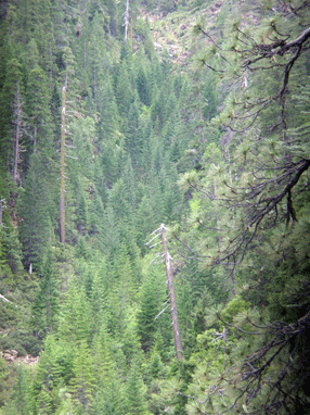 Cupressus bakeri