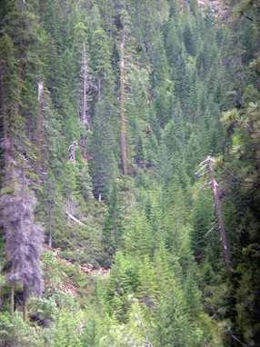 Cupressus bakeri