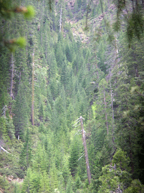Cupressus bakeri