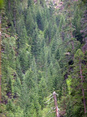 Cupressus bakeri