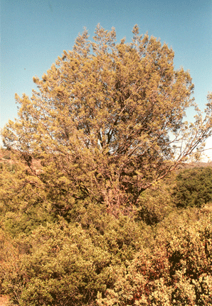 Cupressus forbesii