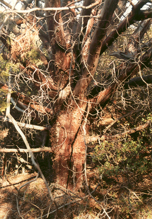 Cupressus forbesii
