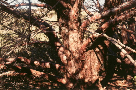 Cupressus forbesii