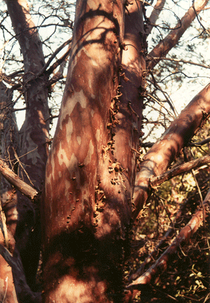 Cupressus forbesii