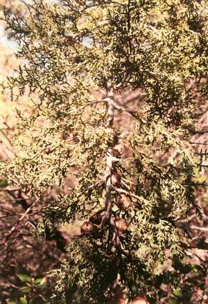 Cupressus forbesii