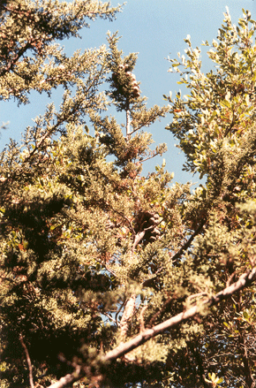 Cupressus forbesii