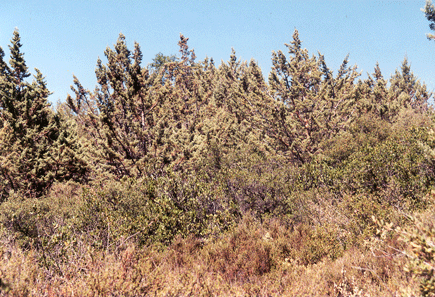 Cupressus stephensonii