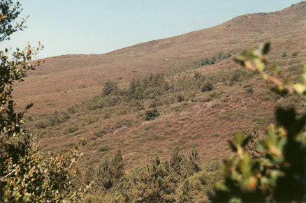 Cupressus stephensonii