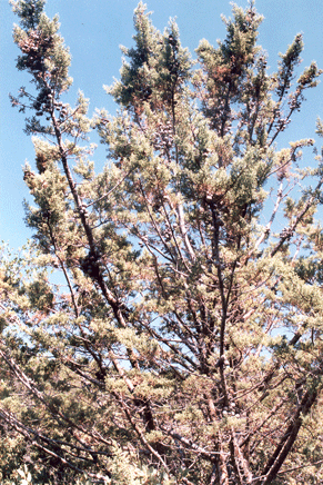 Cupressus stephensonii