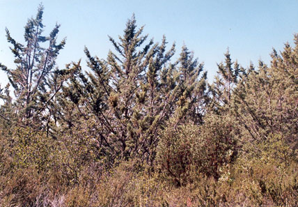 Cupressus stephensonii