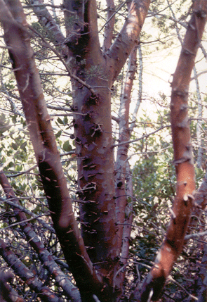 Cupressus stephensonii