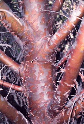 Cupressus stephensonii
