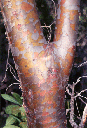 Cupressus stephensonii