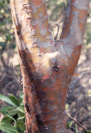 Cupressus stephensonii
