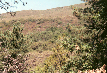 Cupressus stephensonii