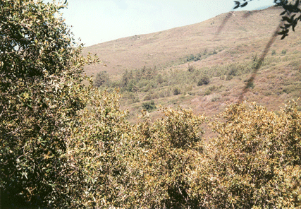 Cupressus stephensonii