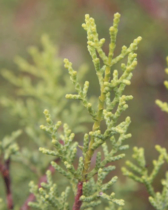 Cupressus forbesii
