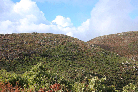 Cupressus forbesii