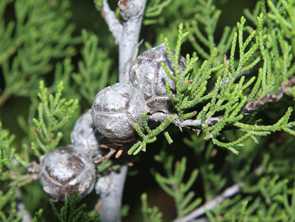 Cupressus forbesii