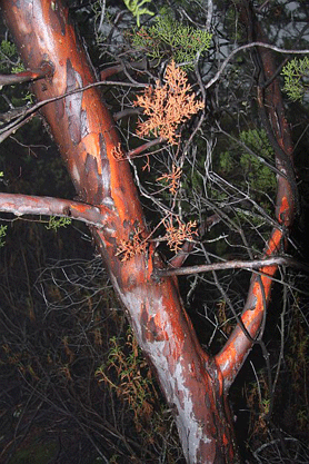 Cupressus forbesii