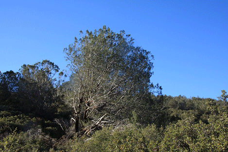 Cupressus forbesii