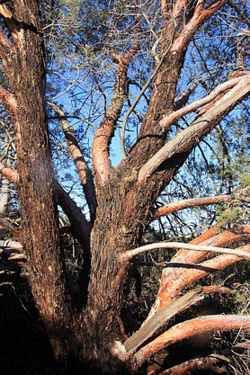 Cupressus forbesii