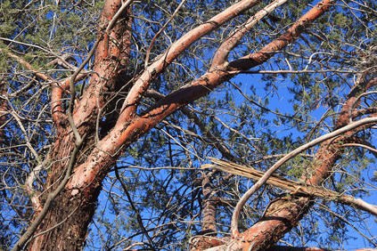 Cupressus forbesii