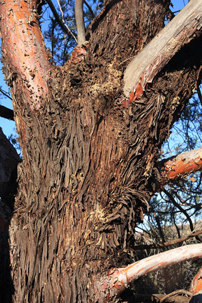 Cupressus forbesii