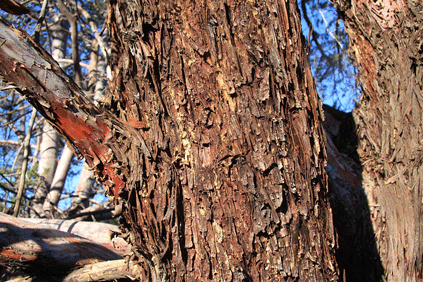 Cupressus forbesii
