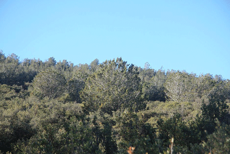 Cupressus forbesii