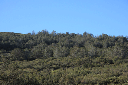 Cupressus forbesii