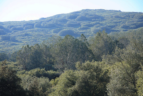 Cupressus forbesii