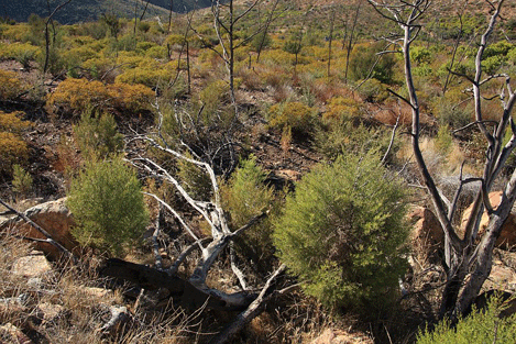 Cupressus forbesii