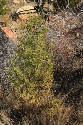 Cupressus forbesii