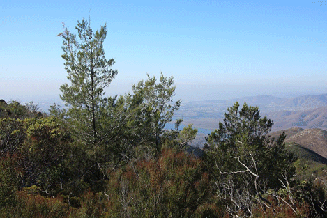 Cupressus forbesii