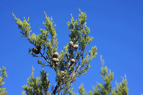 Cupressus forbesii