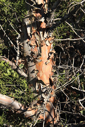 Cupressus forbesii