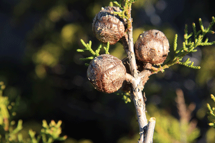 Cupressus forbesii