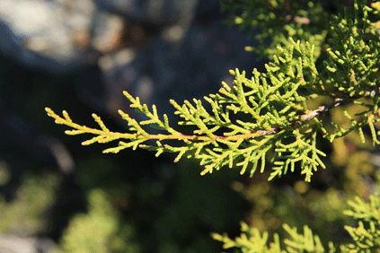 Cupressus forbesii