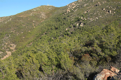Cupressus forbesii