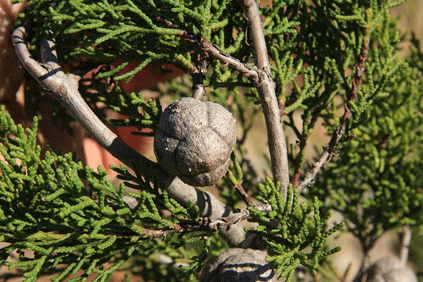 Cupressus forbesii