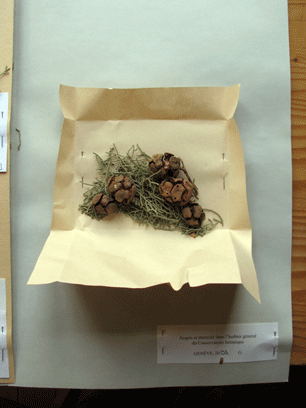 Cupressus atlantica