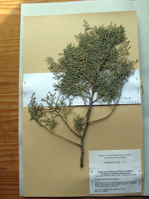Cupressus atlantica