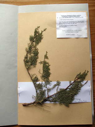 Cupressus atlantica