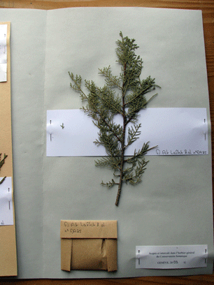 Cupressus atlantica