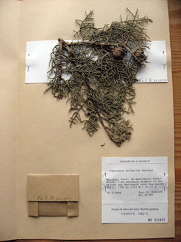 Cupressus atlantica