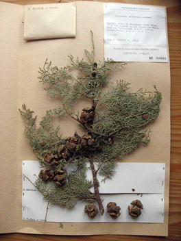 Cupressus atlantica